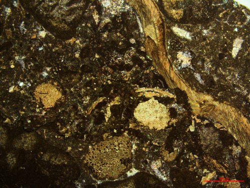 CEb7_brachiopods.jpg